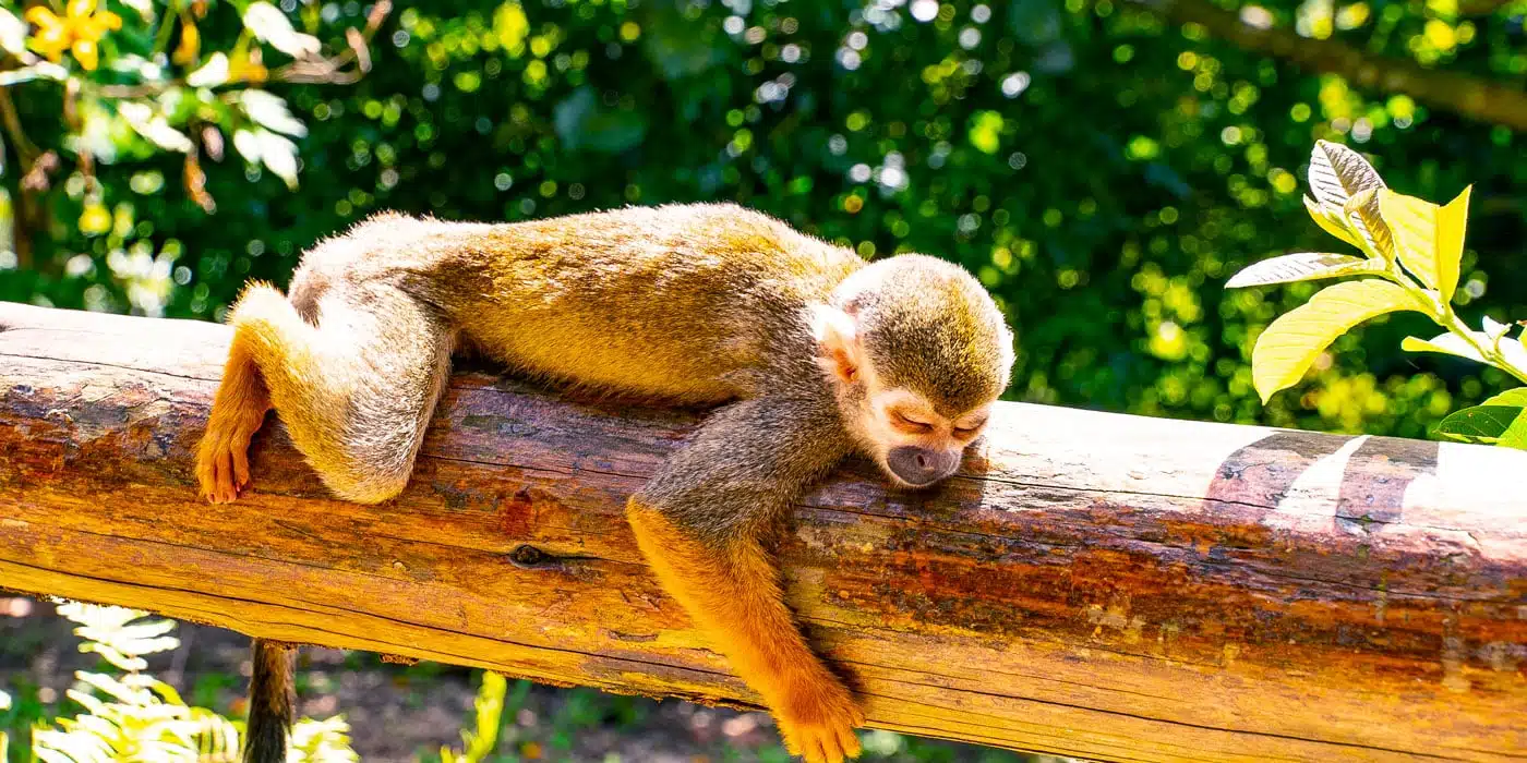 Monkey Land from Grand Sirenis Punta Cana All You Need to Know
