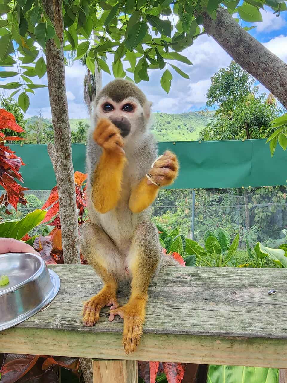 Monkeyland from El Beso Ocean El Faro Punta Cana All You Need to Know