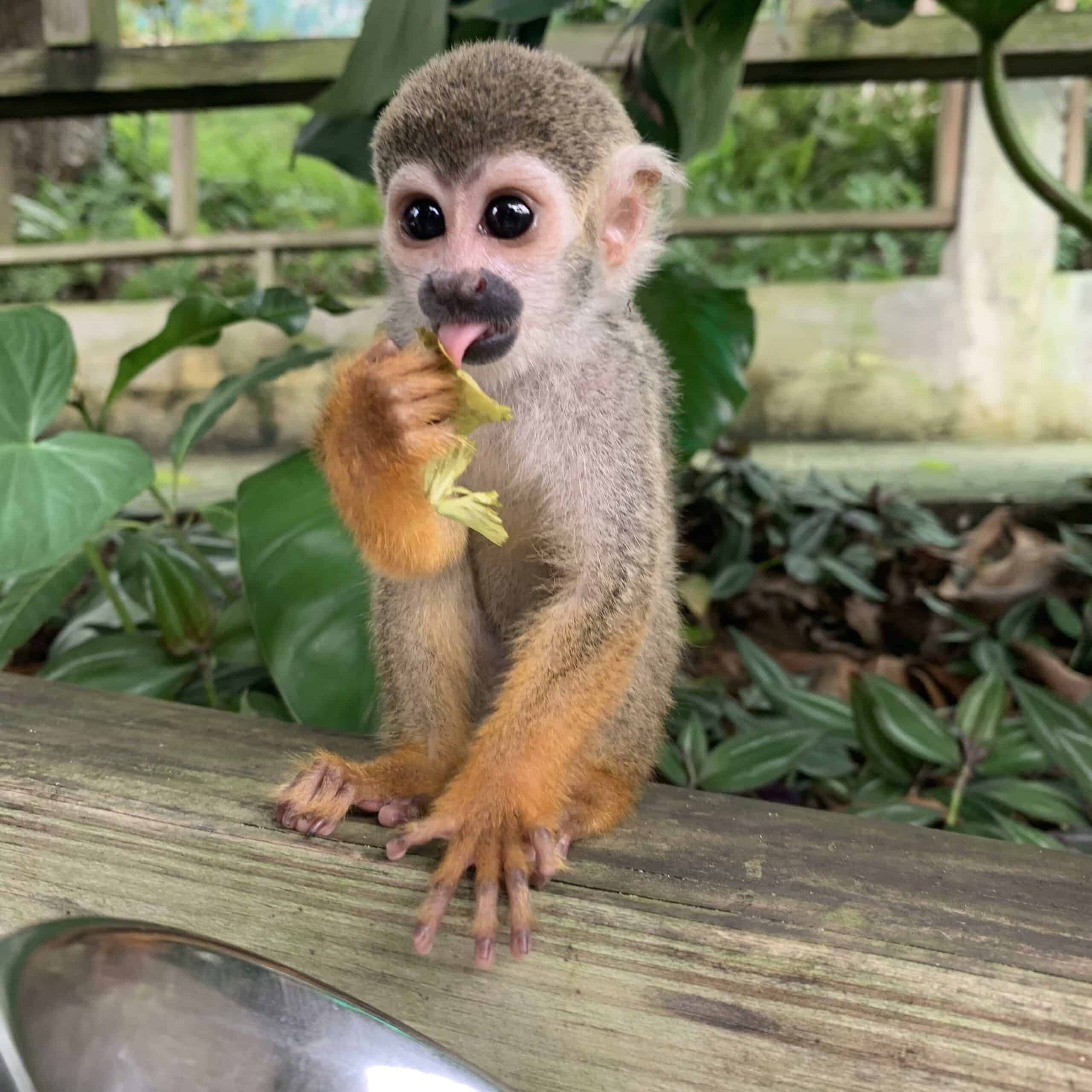 Monkeyland from Ocean El Faro All You Need to Know