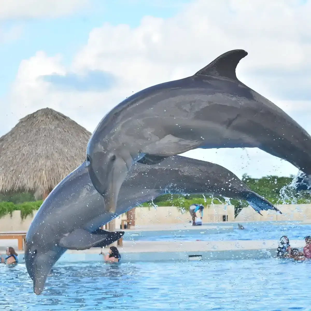 Bahia Principe Fantasia Punta Cana: Best Dolphin Encounter Tour