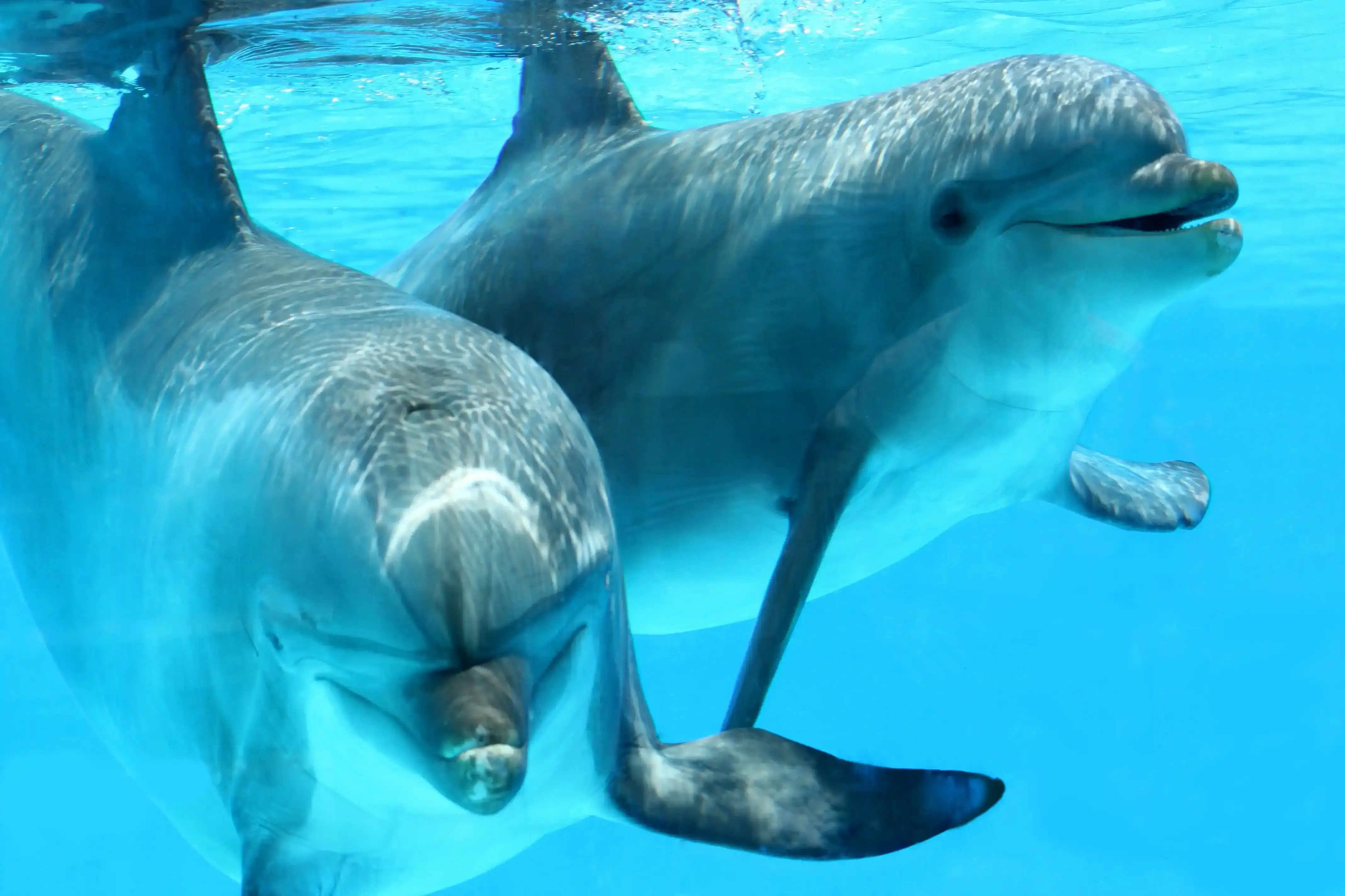 Ocean El Faro: Best Dolphin Encounter Tour