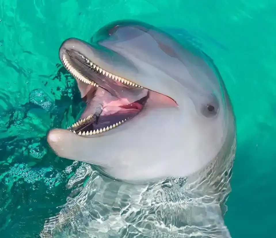 El Beso at Ocean El Faro: Best Dolphin Encounter Tour