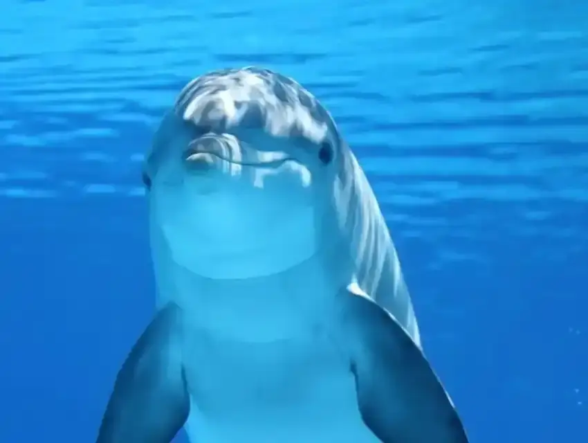 Barcelo Bavaro Palace: Best Dolphin Encounter Tour