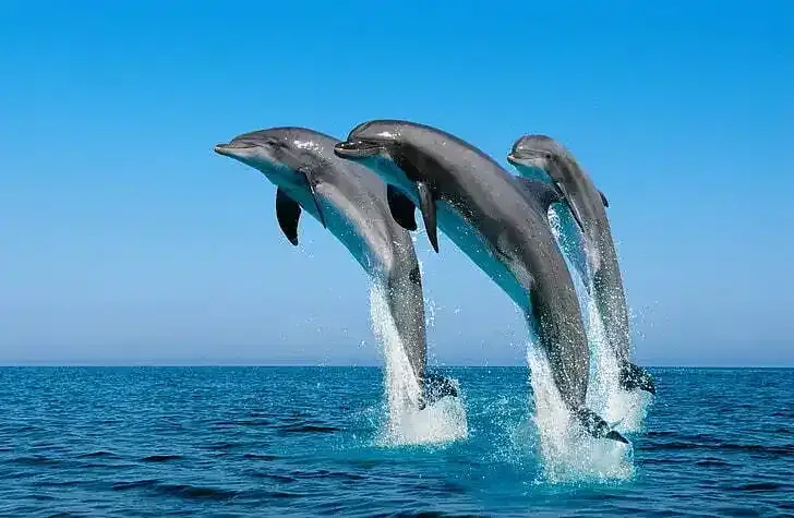 Riu Republica Punta Cana: Best Dolphin Encounter Tour