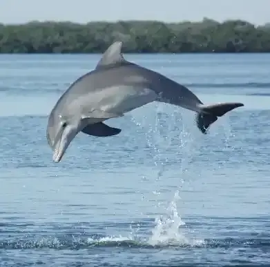 Royalton Punta Cana: Best Dolphin Encounter Tour