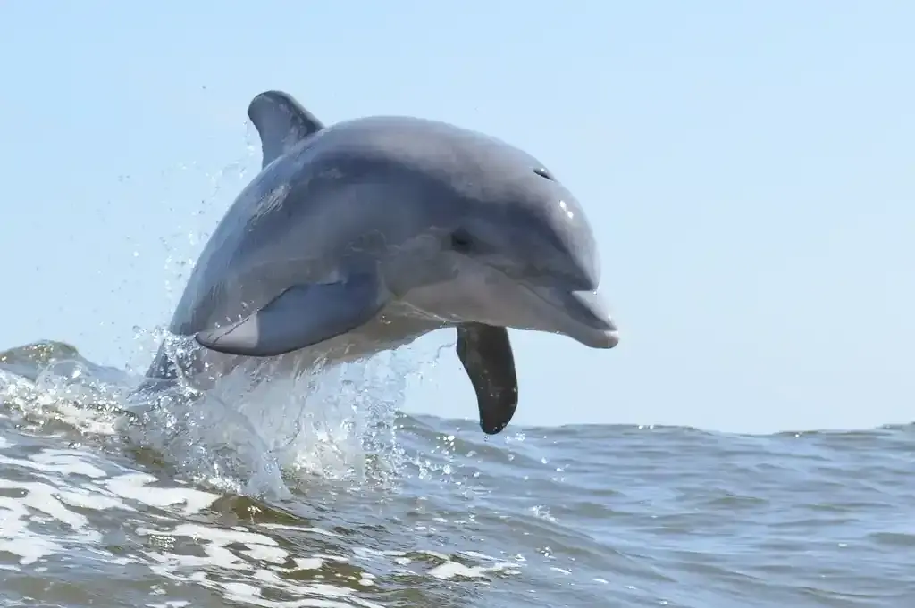 Falcon's Resort by Meliá: Best Dolphin Encounter Tour