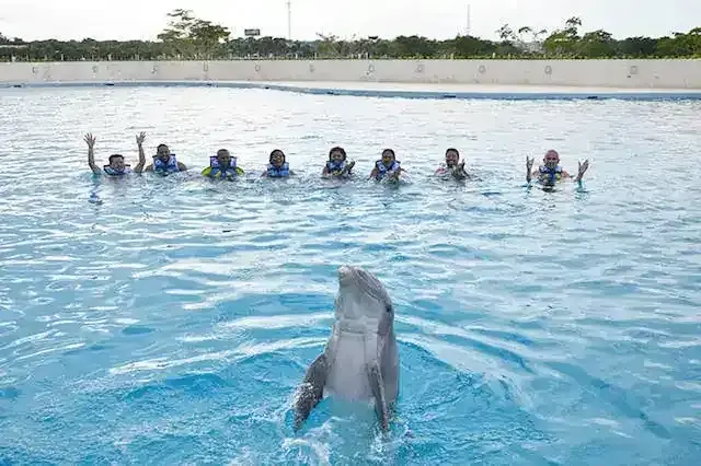 Catalonia La Romana: Best Dolphin Encounter Tour
