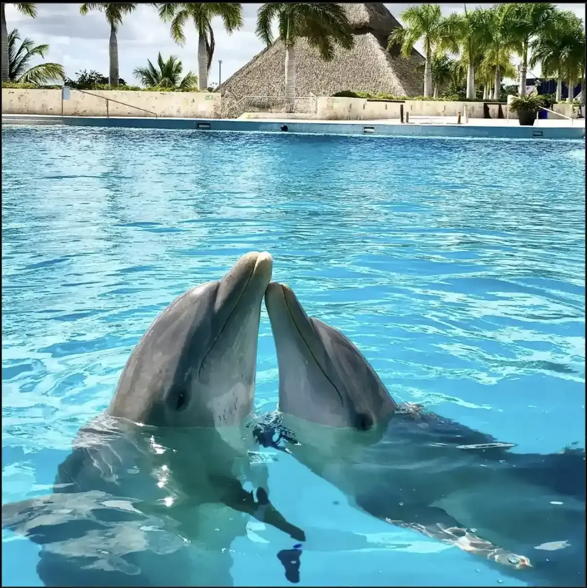 Riu Palace Bavaro: Best Dolphin Encounter Tour