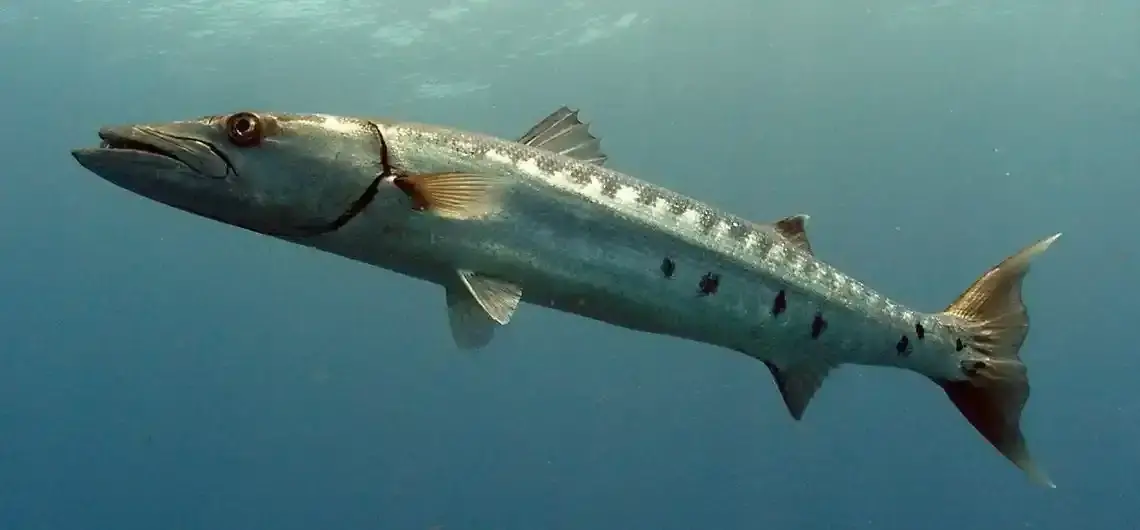 Riu Bambu: Best Fishing Experience
