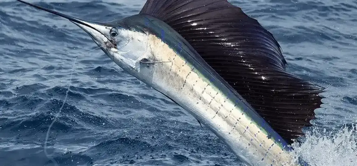 Iberostar Dominicana: Best Fishing Experience
