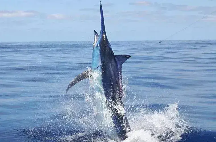 Iberostar Bavaro : Best Fishing Experience