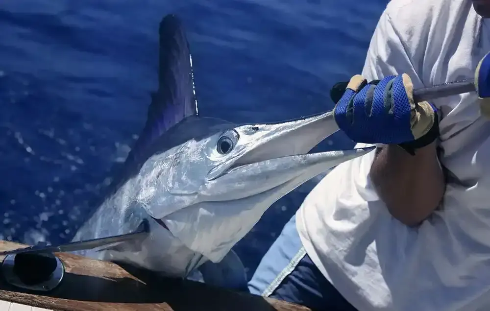 Iberostar Grand Bavaro: Best Fishing Experience