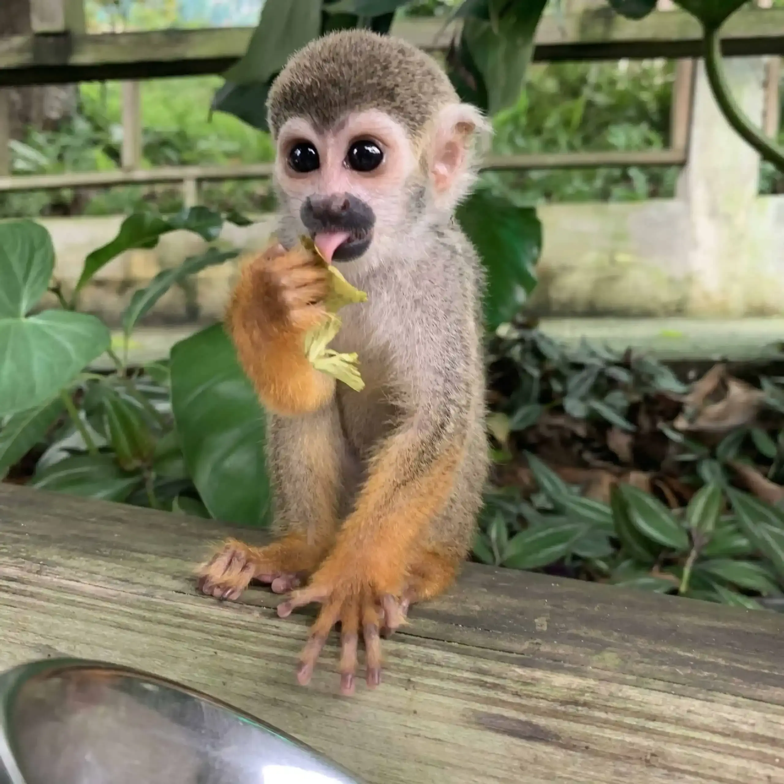 Monkey Land from Sanctuary Cap Cana: All You Need to Know