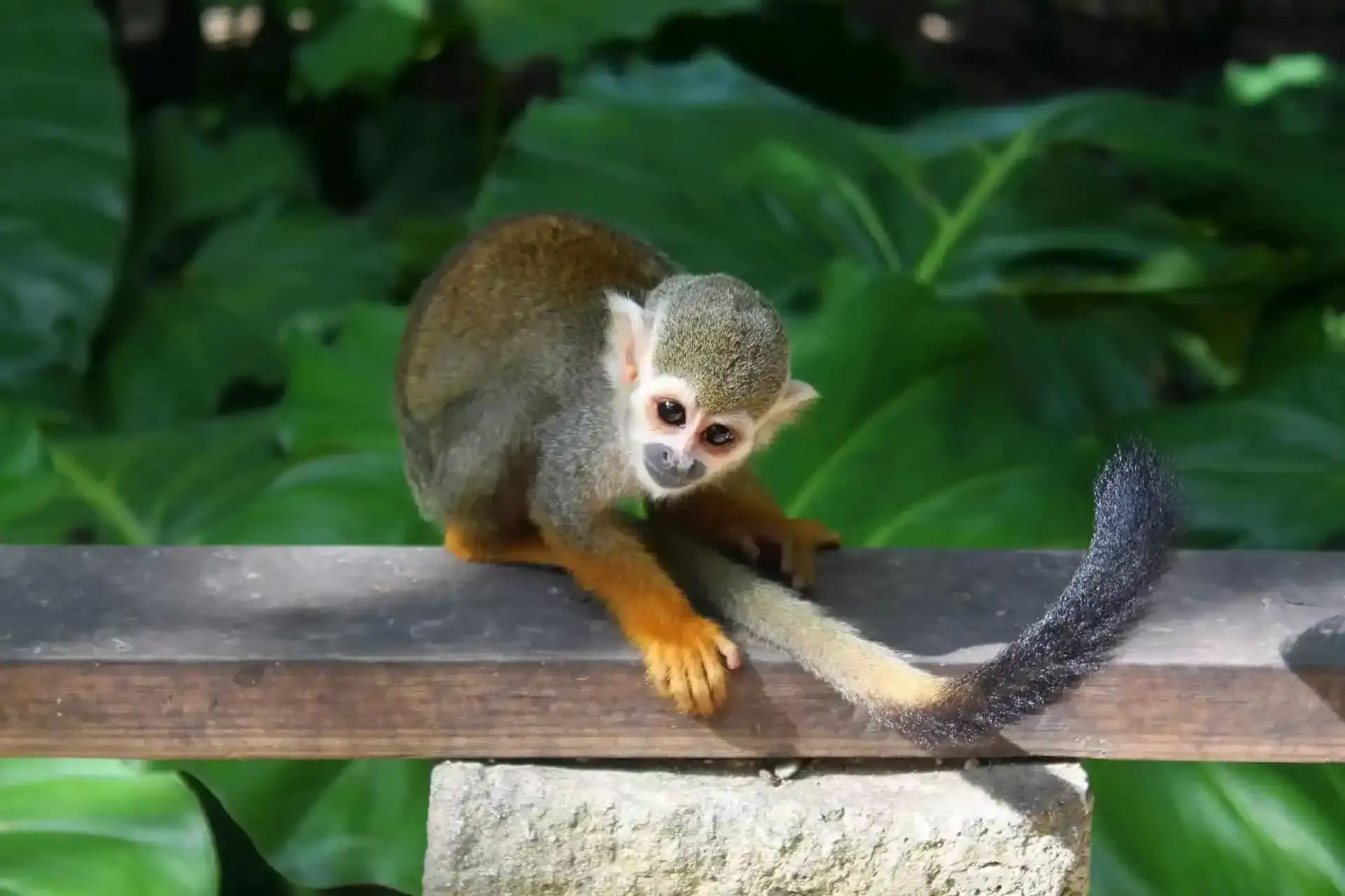 Monkey Land from Grand Palladium Palace: All You Need to Know