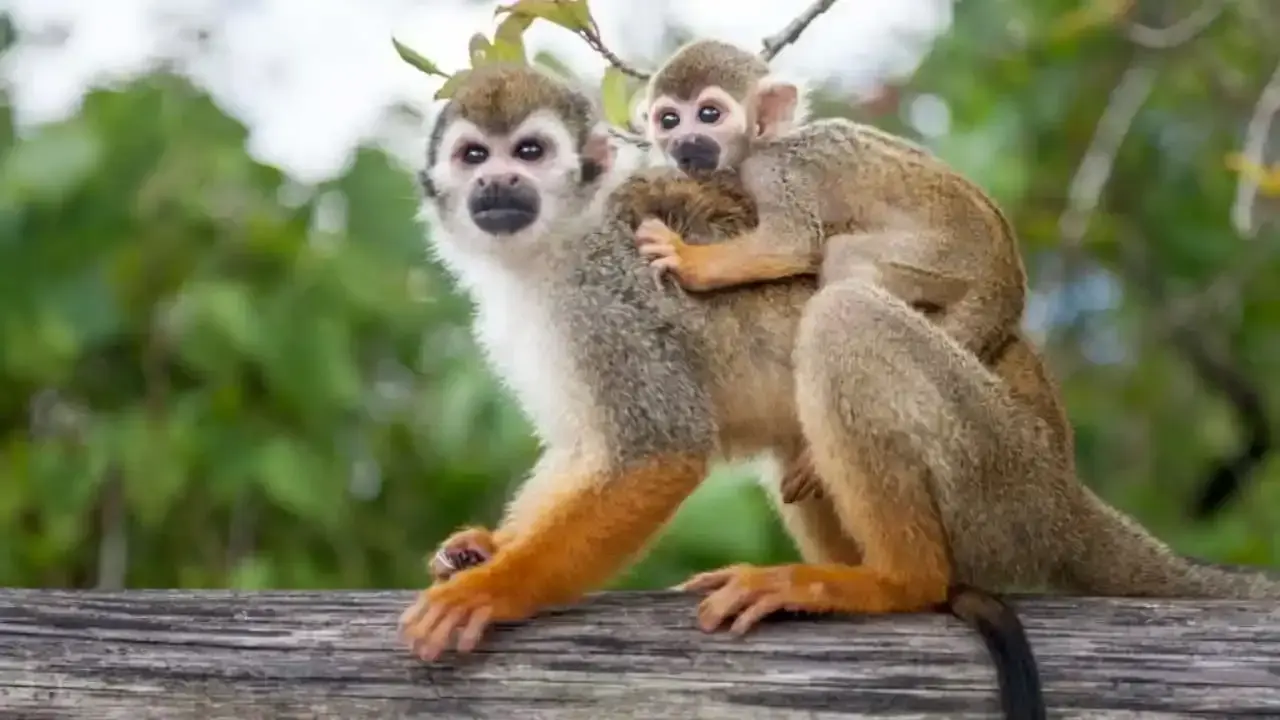Monkey Land from Eden Roc Punta Cana: All You Need to Know