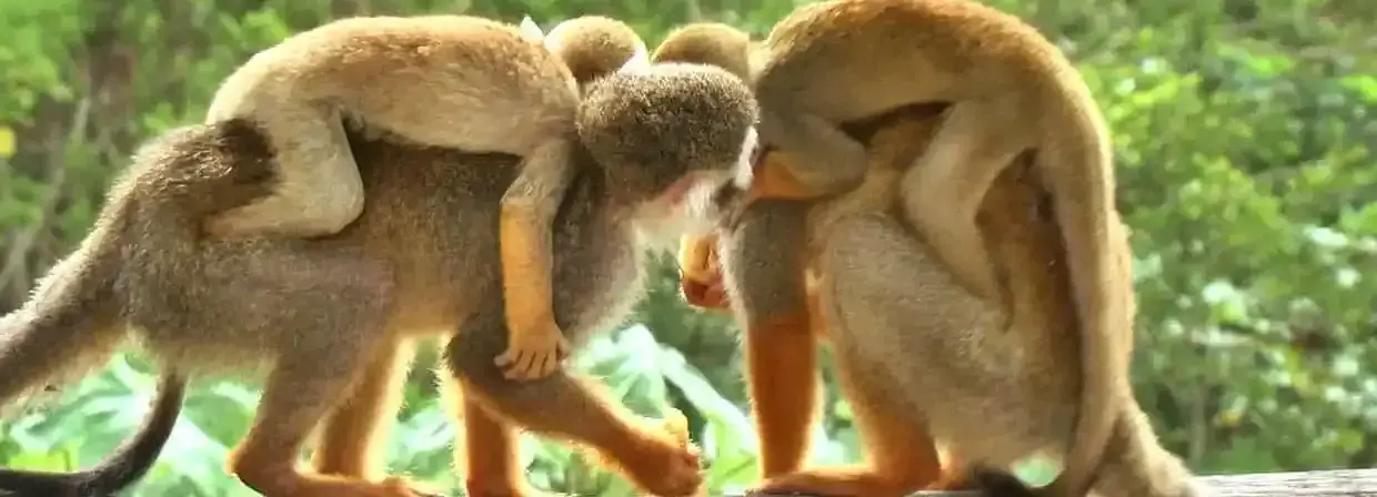Monkey Land from Hilton La Romana: All You Need to Know