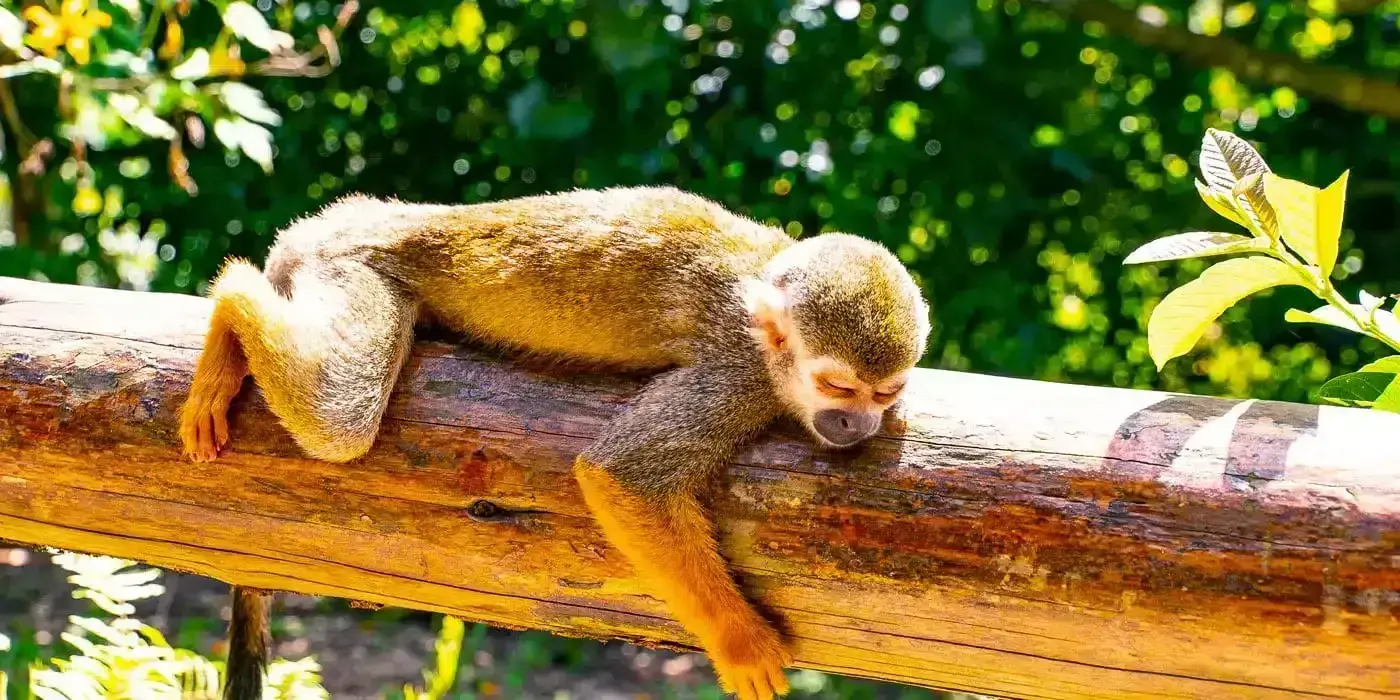 Monkeyland from Bahia Principe Grand Aquamarine Punta Cana: All You Need to Know