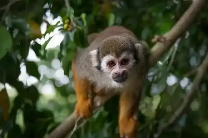 Monkey Land from Dreams La Romana: All You Need to Know