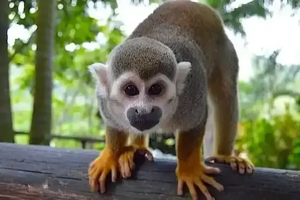Monkey Land from Iberostar Selection La Hacienda Dominicus: All You Need to Know