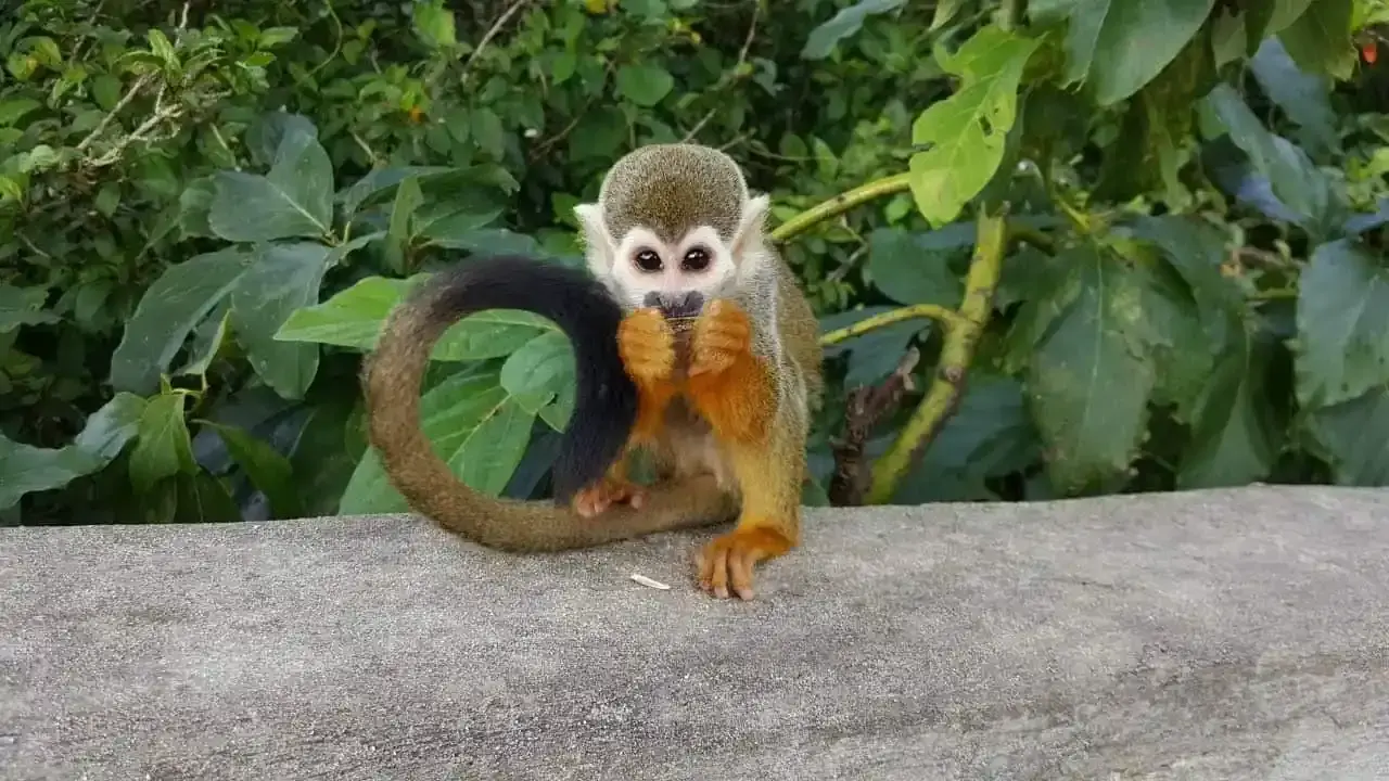 Monkey Land from Barcelo Bavaro Palace: All You Need to Know